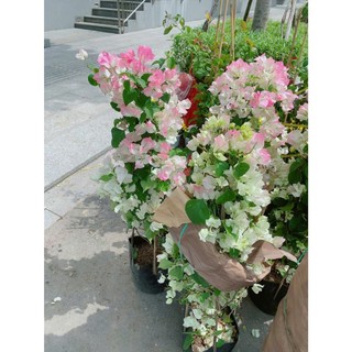[hỏa-tốc] Hoa Giấy Sakura Đẹp