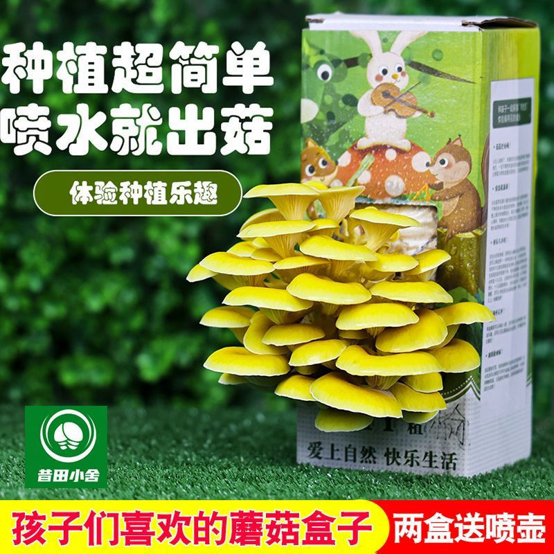 Mushroom box mushrooms12y New home planting kit for oyster mushroom cultivation as a gift diy Mushro