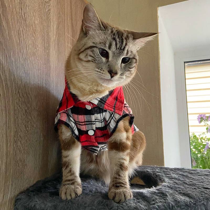 Cat Clothes Summer Thin Cute Cat Kitten Kittens Anti-Lint Clothes Pet Vest Ragdoll Shirt Kam0