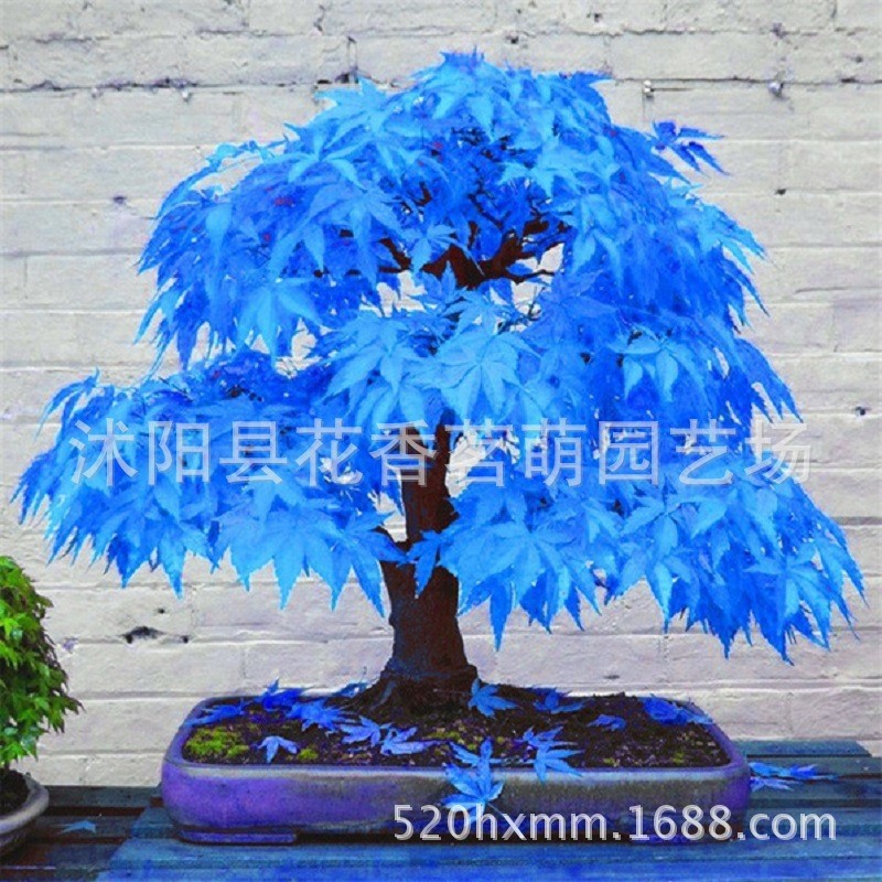Blue Maple Seeds Golden Maple Purple Maple American Red Maple Mini Red Maple Butterfly Maple Tree