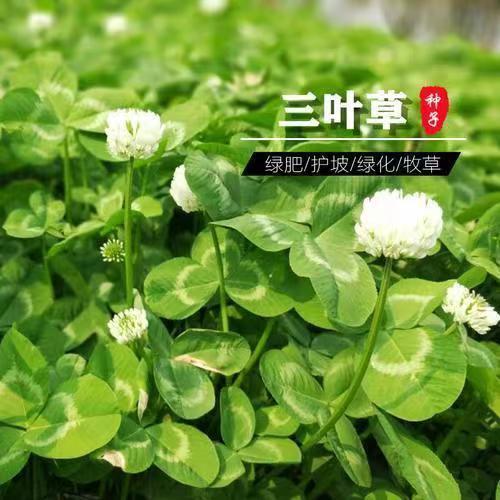Hạt giống cỏ ba lá Trắng Trefoil Đỏ Trefoil Bốn mùa Đường xanh Orchard Phân bón xanh Kỹ thuật Xanh B