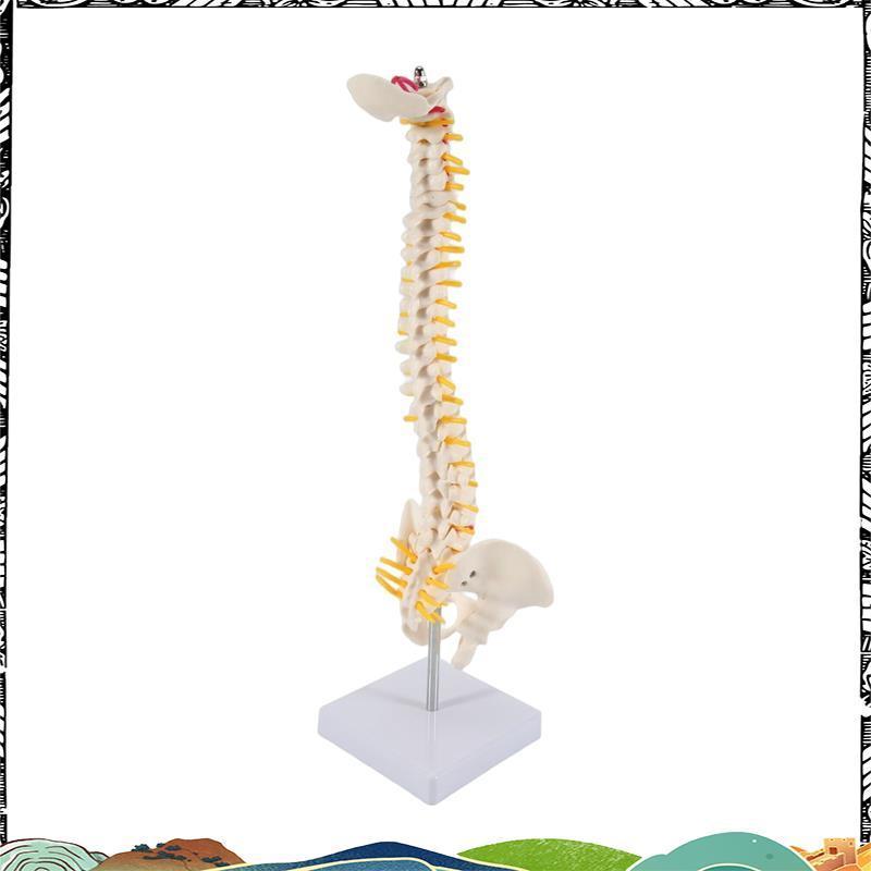 45CM Cột sống người với mô hình chậu Mô hình giải phẫu con người Mô hình cột sống Mô hình cột sống +