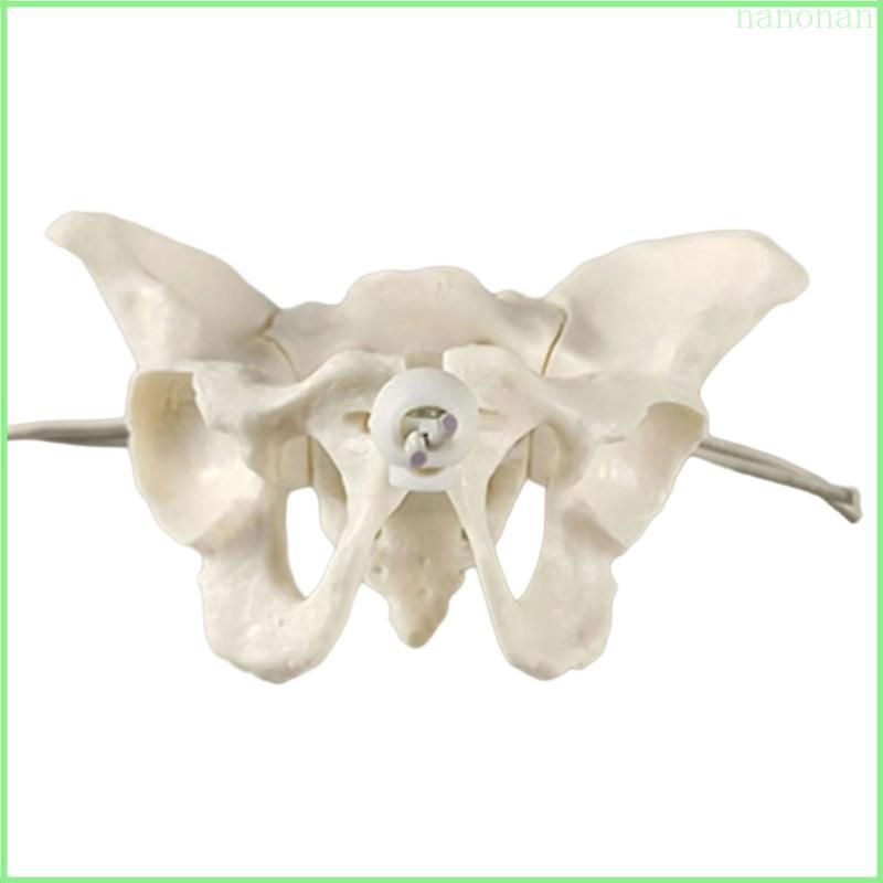 Nan Nữ Pelvis Mô Hình Hộ Sinh Mô Hình Giảng Dạy Nữ Pelvic Skeleton Model