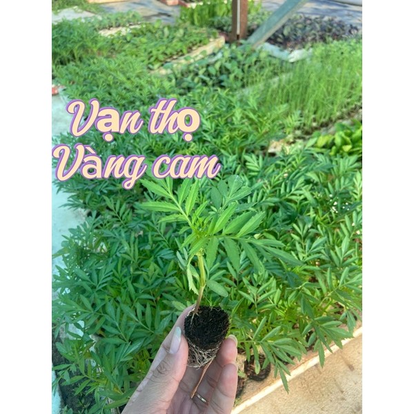 Combo 84 cây giống vạn thọ vàng cam