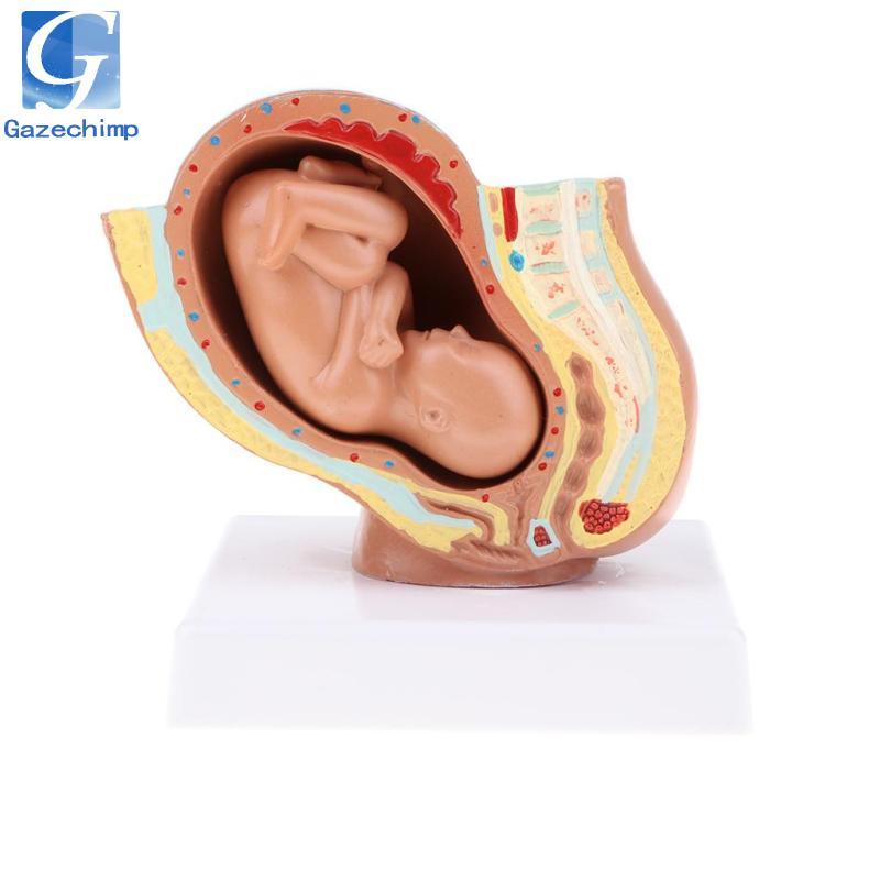 Tháng thứ 9 Fetus / Foetus Mô hình phát triển thai nhi Con người Đồ dùng phòng thí nghiệm Giáo dục