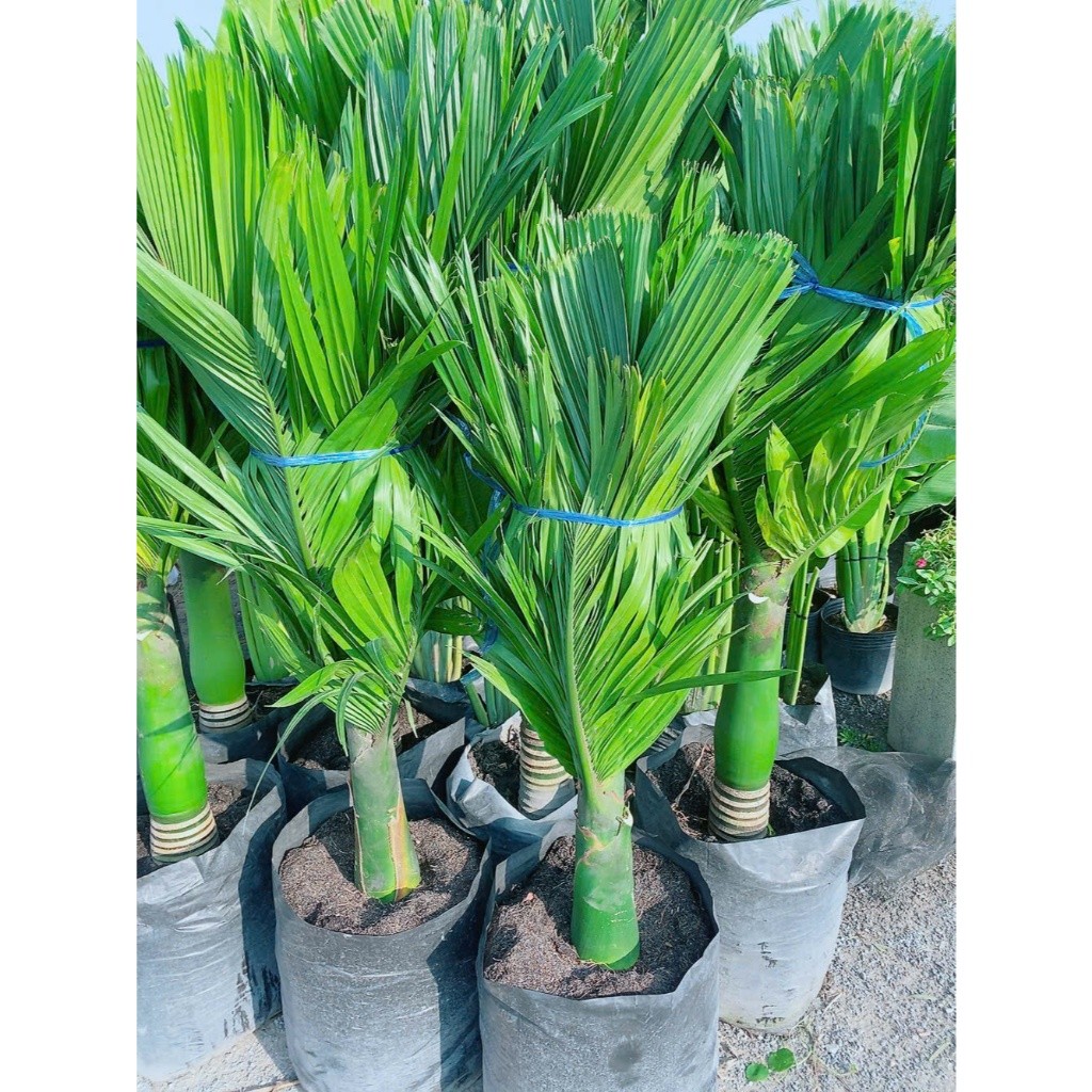 [Hỏa Tốc] Cau Hương 1m4