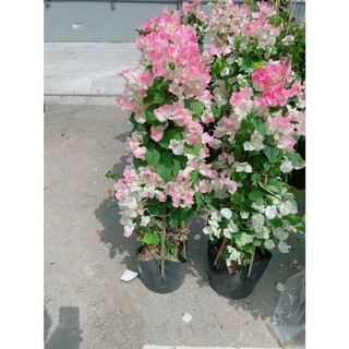 [hỏa-tốc] Hoa Giấy Sakura Đẹp