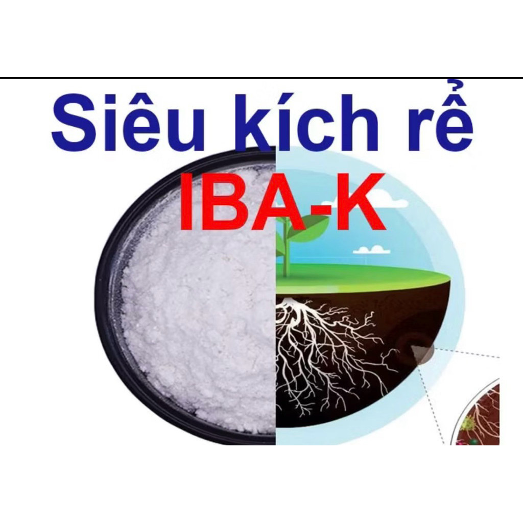 1 Kích rễ IBA-K 98% - tan trong nước- 50gr