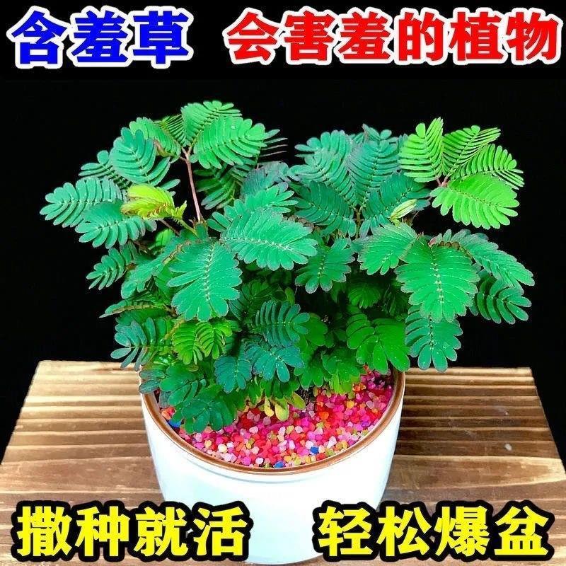 Bốn Mùa Mimosa Hạt Mimosa Nhảy Múa Cỏ Hạt Hoa Ký Túc Xá Sinh Viên Sân Ban Công Chậu Cây Với Hạt Giốn