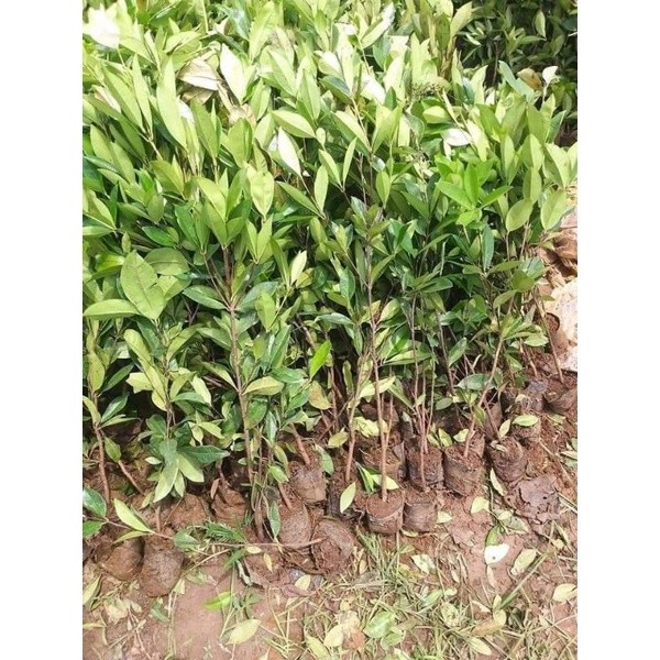 CÂY GIỐNG CHERY( cây cao 40_60cm) .