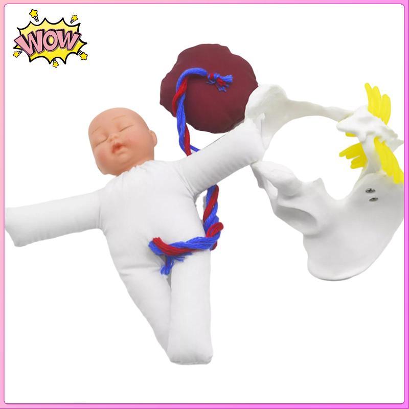 Mô hình Pelvis dành cho nữ Mẫu sinh cho giáo dục khoa học Nghiên cứu giảng dạy