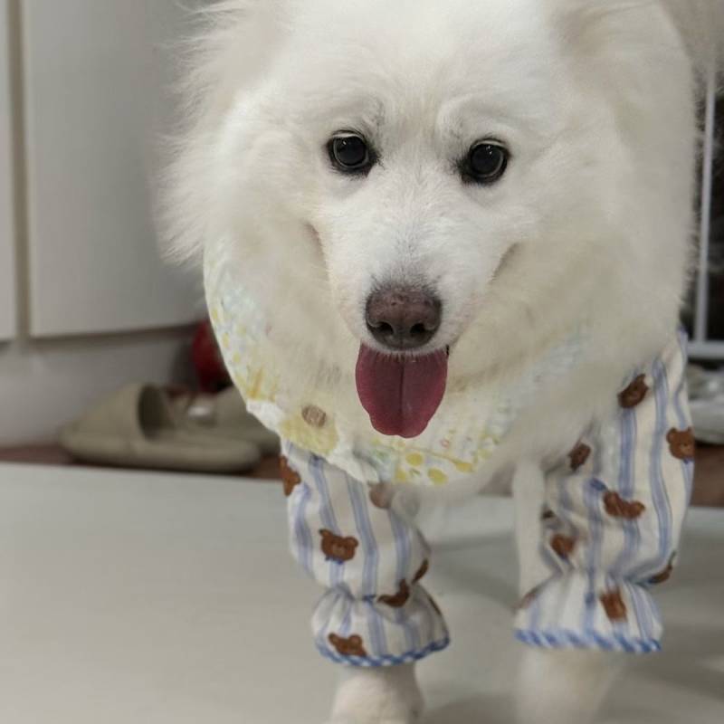 Dog Elbow Pad for Pets Golden Retriever/Border Collie Medium Large Dog Anti-Licking Anti-Wear Front 