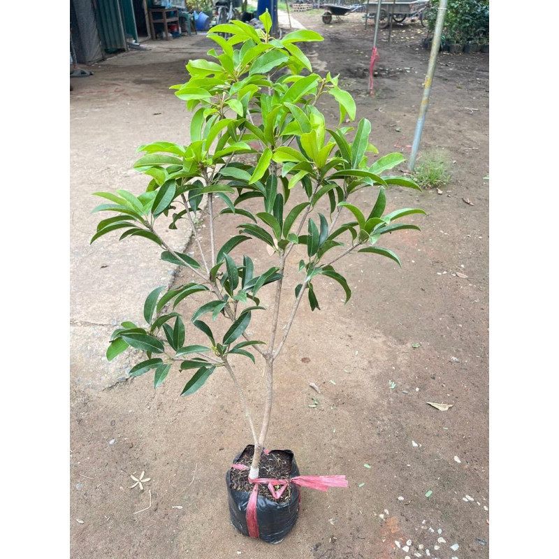 Cây giống Hồng xiêm Mexico ( sapoche mexico-BẦU SƠ DỪA .