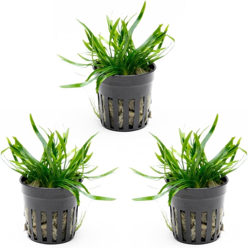 Substrate Cryptocoryne Live Aquarium Plants - Cây nước ngọt cho bể cá, bể cá trồng - Thân thiện với 