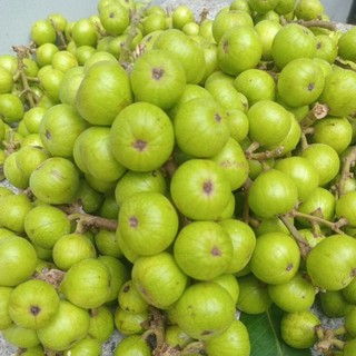 1 Kg/ 500 gram Trái Sung Nếp tươi - trái còn cuốn