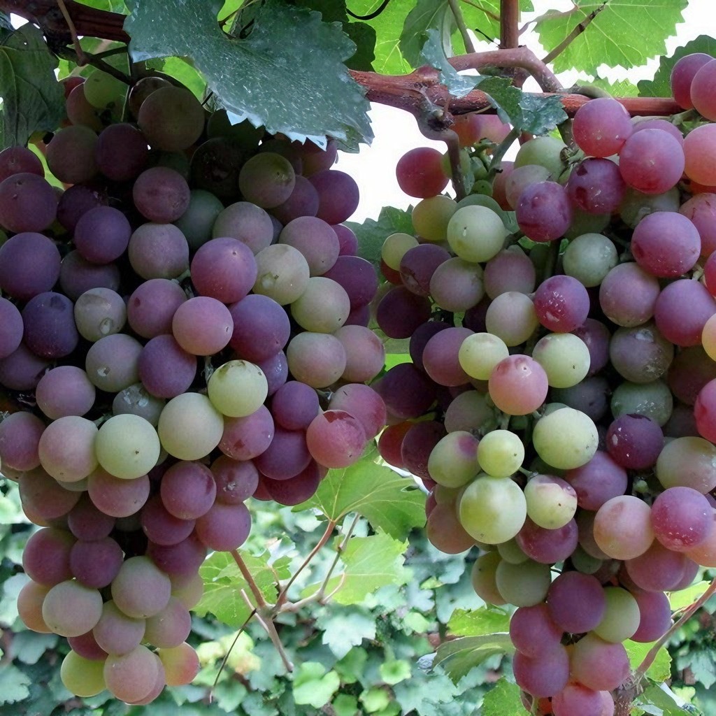 Hạt Nho Bốn Mùa Ban Công Chậu Cây Kyoho Hoa Hồng Hương Nho Nho Không Hạt Hạt Hạt Giống Trái Cây Sapl