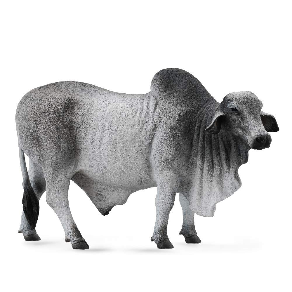 Đồ chơi mô hình Brahman Bull CollectA 88579 Grey Polled