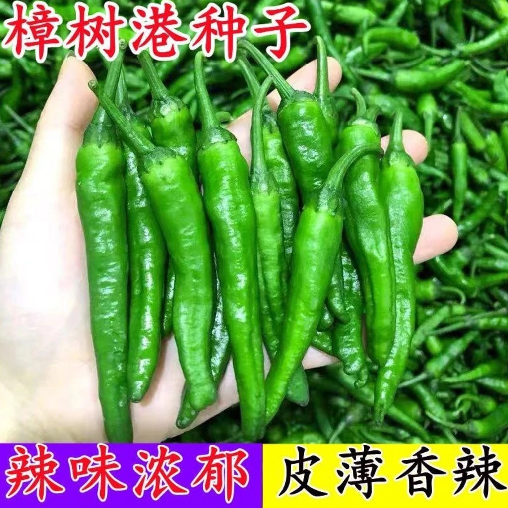 Camphor Tree Port Chili Family Ban công Sân trồng cây trong chậu Cây trồng đất Bốn mùa Trồng bốn mùa