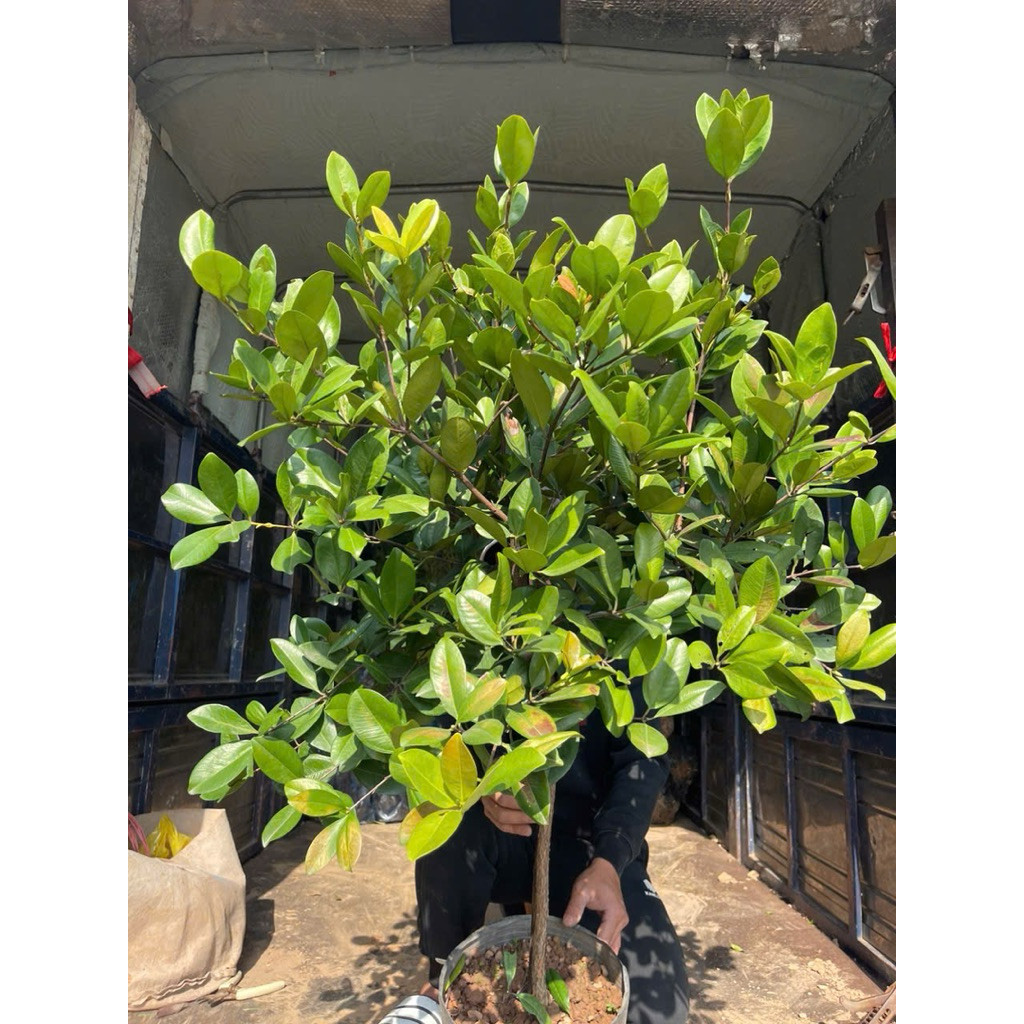 Cây Chery Choai Cây Ra Quả Quanh Năm -duykhoa