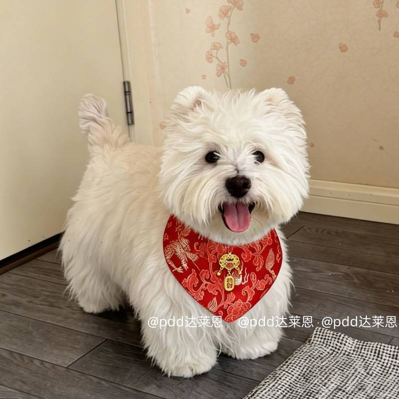 Pet New Year Chinese Tang Costume Scarf Dog Saliva Cat Triangle Cute Kitten Scarf Nyyz