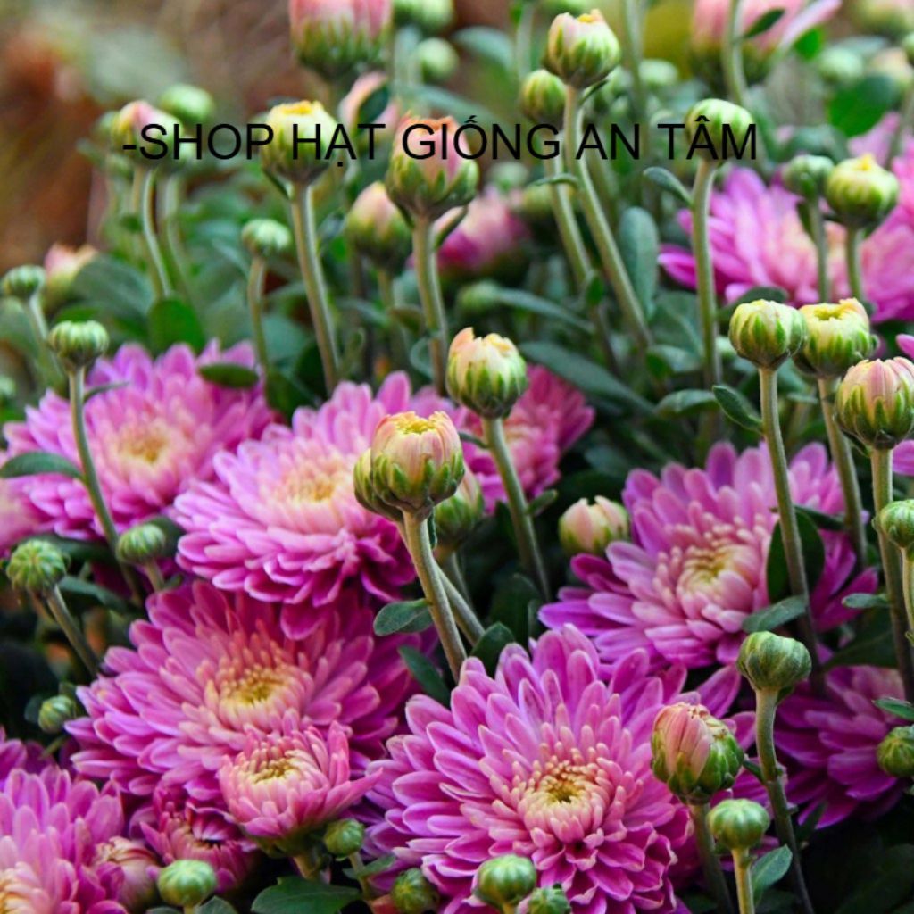 GÓI 200 HẠT GIỐNG HOA CÚC Violet - hoa Cúc Tím  -SHOP HẠT GIỐNG AN TÂM