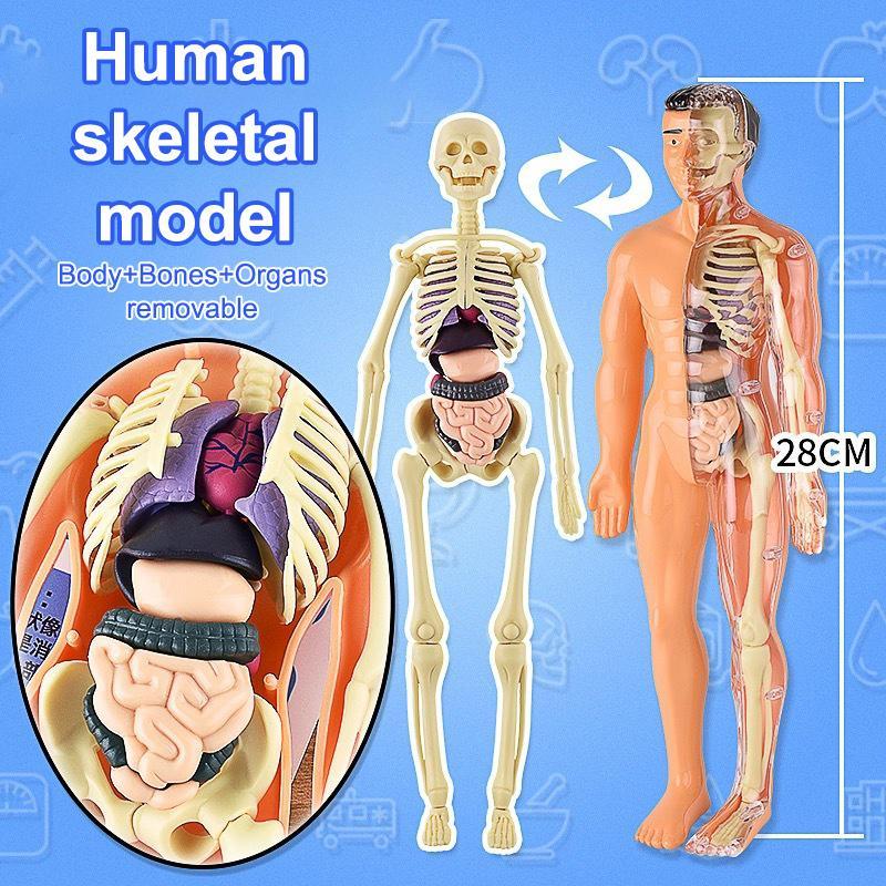 ECK 3D Human Skeleton Organ Anatomy Bộ mô hình khoa học Bộ mô hình giáo dục cơ thể trẻ em Mô hình có