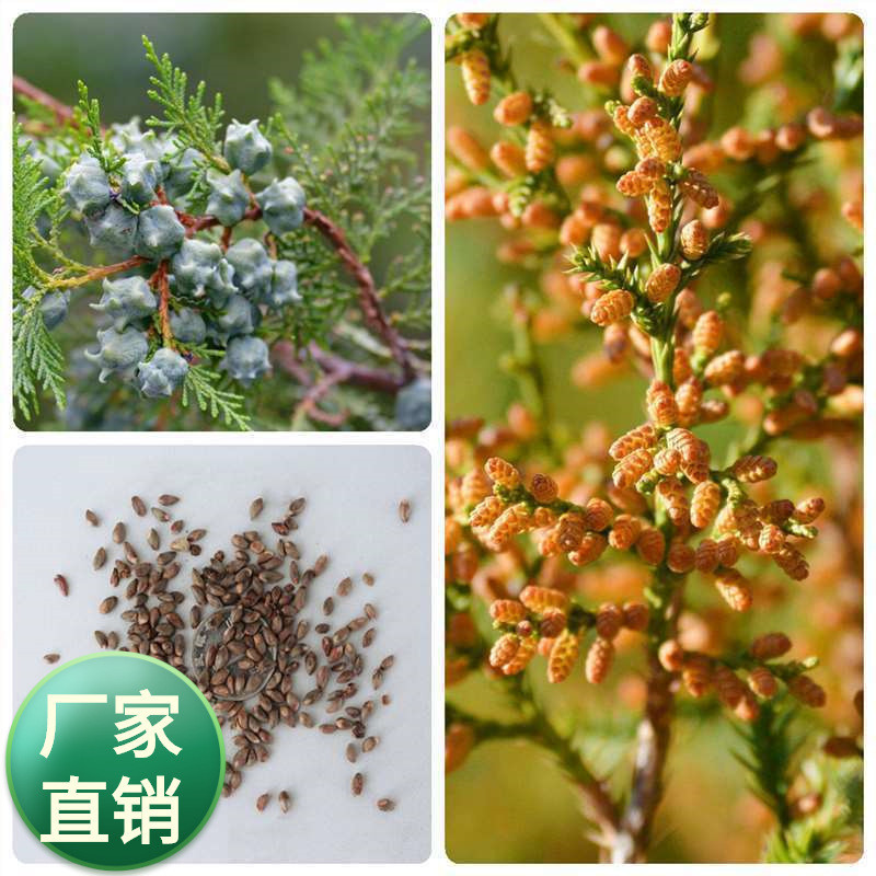 Cypress Seed Cypress Seed Seed Cypress Seed Side Cypress Seed Forest Wood Seed Cypress Seed Seed See