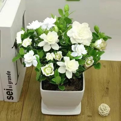 Hàng sẵn có Vận chuyển nhanh (Lô hàng một mảnh) Hạt giống Gardenia Vàng Hạt giống Gardenia Nhỏ Garde