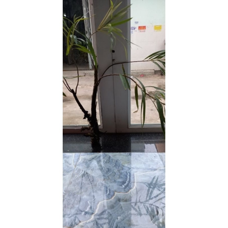 Cây rù rì chơi thủy sinh bán cạn đã thuần nước ngọt