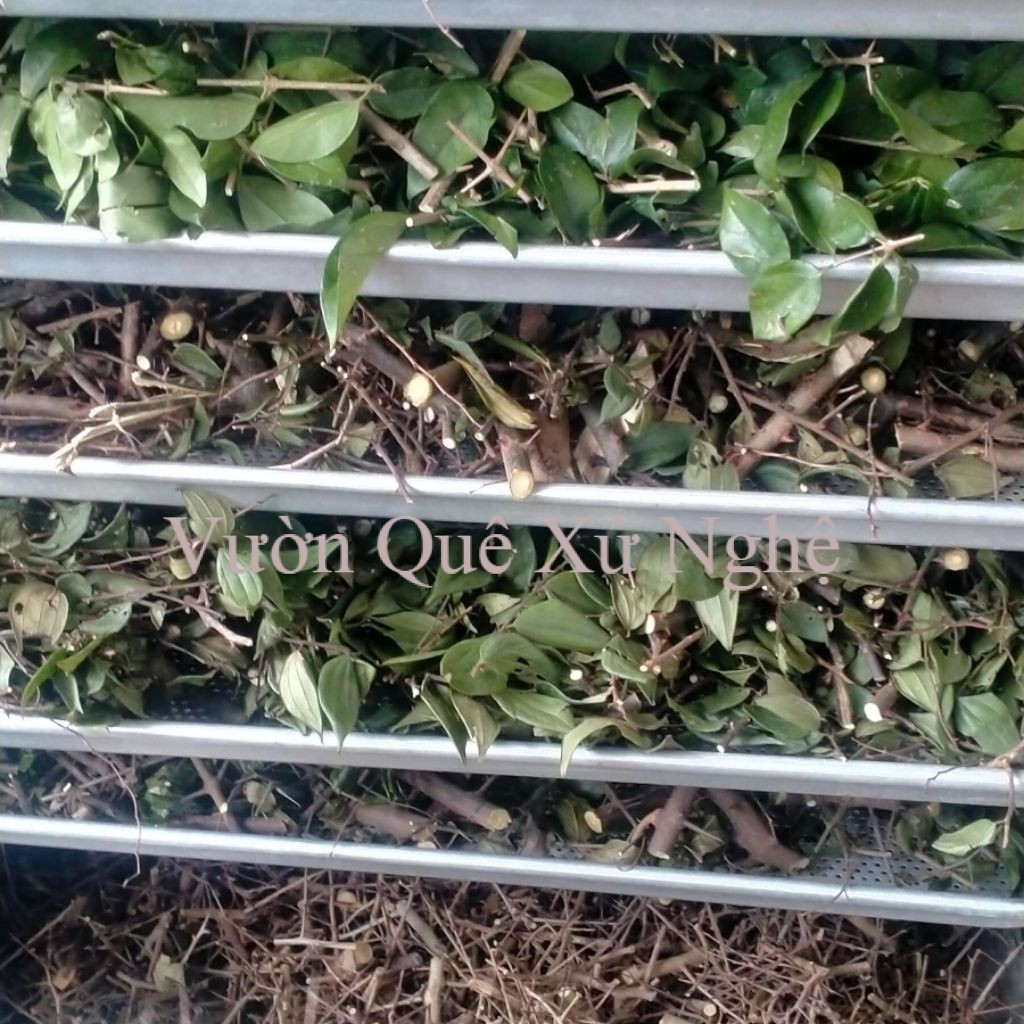 Combo Gai Rừng Khô ( 7 loại gai , 9 loại gai , 12 loại gai ) Liên hệ shop chọn phân loại