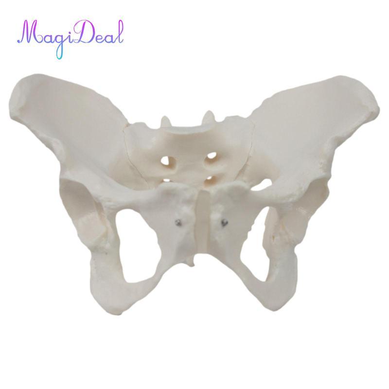 Mô hình Pelvis Nữ Độ bền Học tập Khoa học y tế cao cấp Chuyên nghiệp