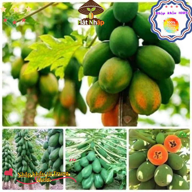 Imported red-fleshed papaya from China,Hạt Giống Đu Đủ Ruột Đỏ Sinh Trưởng KhoẻOriginal packaging 50