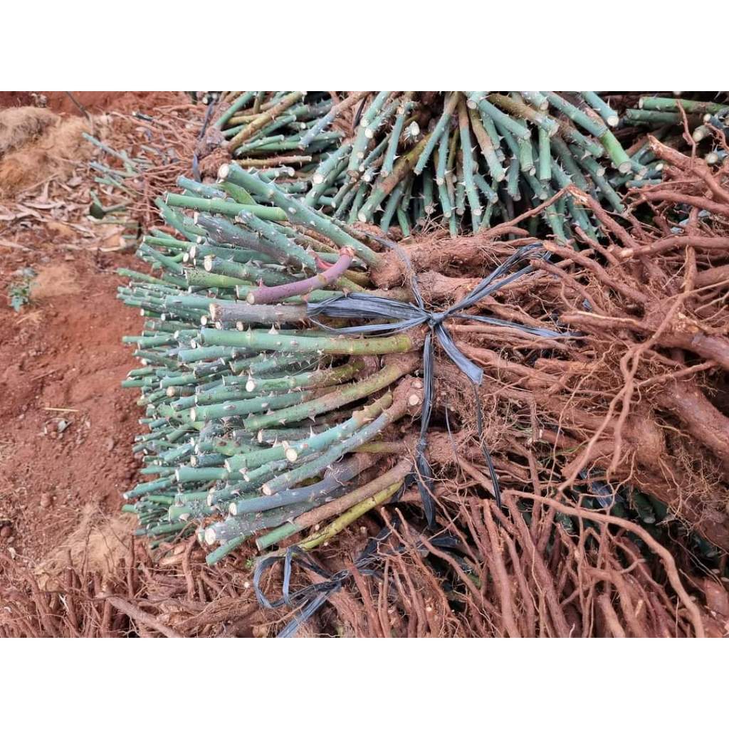 5 Hoa hồng Catalina rose màu vàng chanh tuyệt đẹp-- Gốc rễ trần