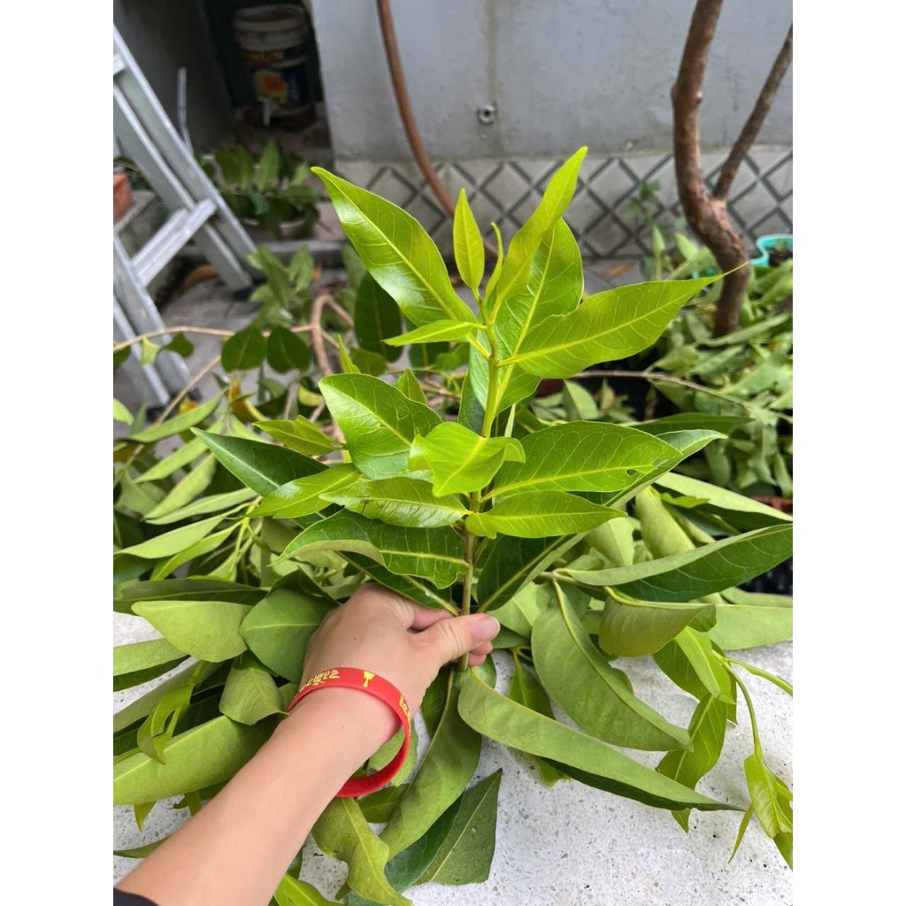 [HCM] Lá Vối Tươi 1kg – Nấu Nước Uống