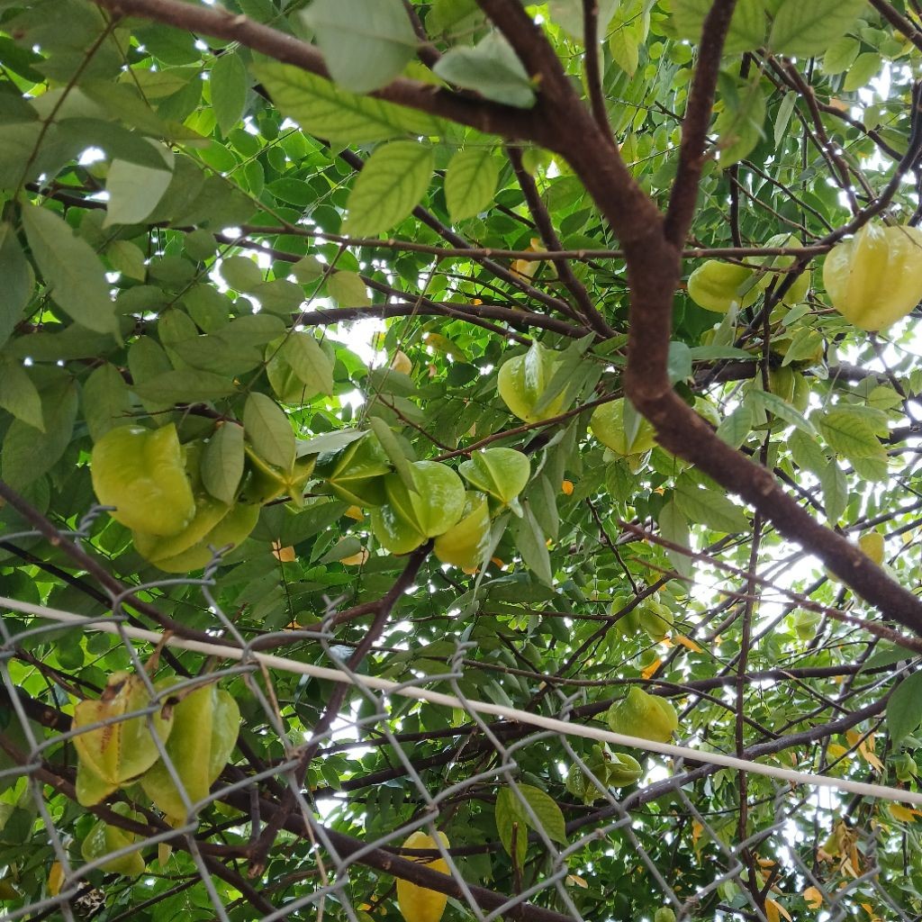 quả và lá khế chua