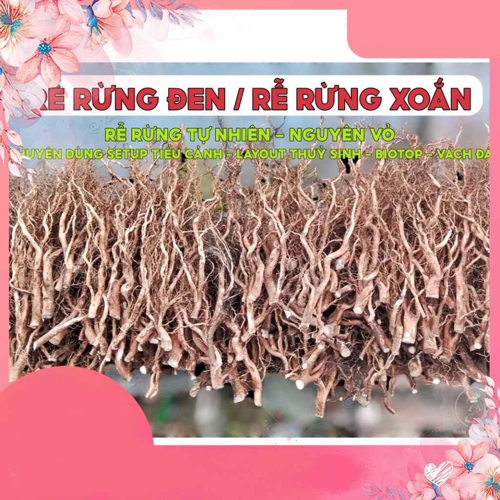 Lũa Rễ Rừng Nguyên Vỏ - Setup Layout Bể Thuỷ Sinh, Biotop, Layout Bán Cạn, Layout Vách Đá .namaquati