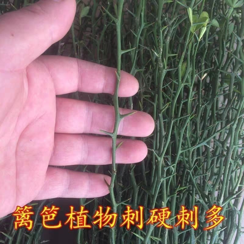 Hạt Giống Tường Sắt Hàng Rào Hạt Gai Cây Hạt Gai Hạt Gai Hạt Gai Hạt Cây Gai Hạt Gai Cây Gai Cây Chi