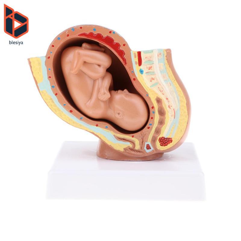 Tháng thứ 9 Fetus / Foetus Mô hình phát triển thai nhi Con người Đồ dùng phòng thí nghiệm Giáo dục