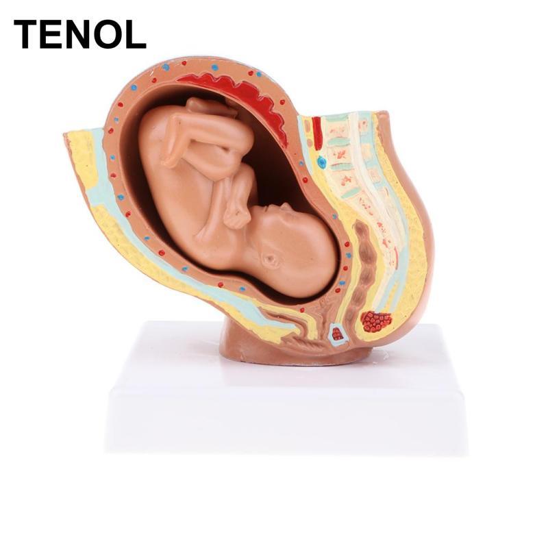 Tháng thứ 9 Fetus / Foetus Mô hình phát triển thai nhi Con người Đồ dùng phòng thí nghiệm Giáo dục