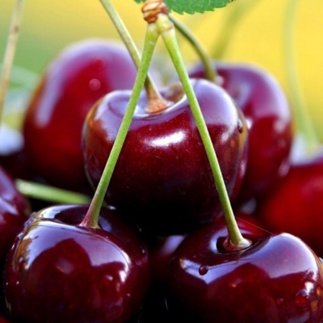 Cây cherry ( chery) Brazil choai cao 90-1M2 SẮP CHO QUẢ .