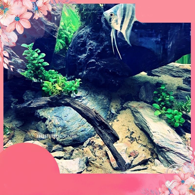 Đá Cuội Vua | Đá Cuội Siêu Vân - Trang trí bể thuỷ sinh, Biotop, Iwagumi... .namaquatic