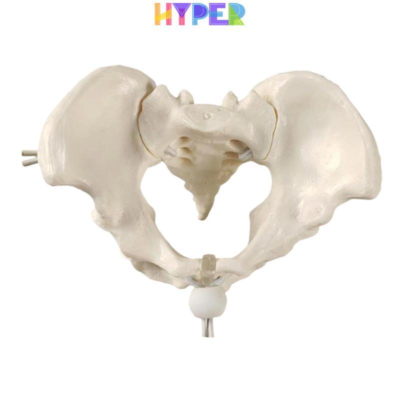 Mô hình Pelvis nữ, Công cụ trình diễn lớp học cho giáo dục hông