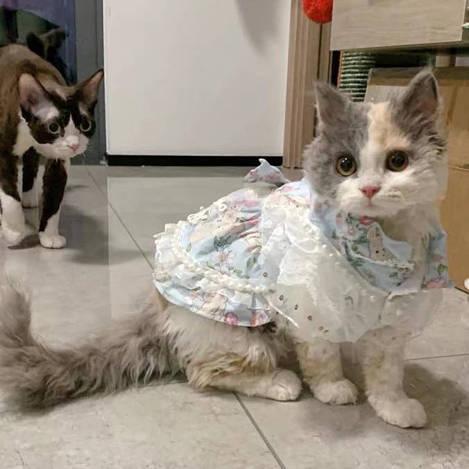 Spring and Summer Cat Pet Clothing Cute Lolita Skirt Princess Style Summer Dog Ragdoll Anti-Lint mfZ