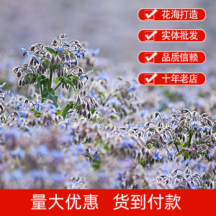 Hạt Giống Borage - Hoa Thơm Cho Làm Vườn Ban Công Và Sân Chậu