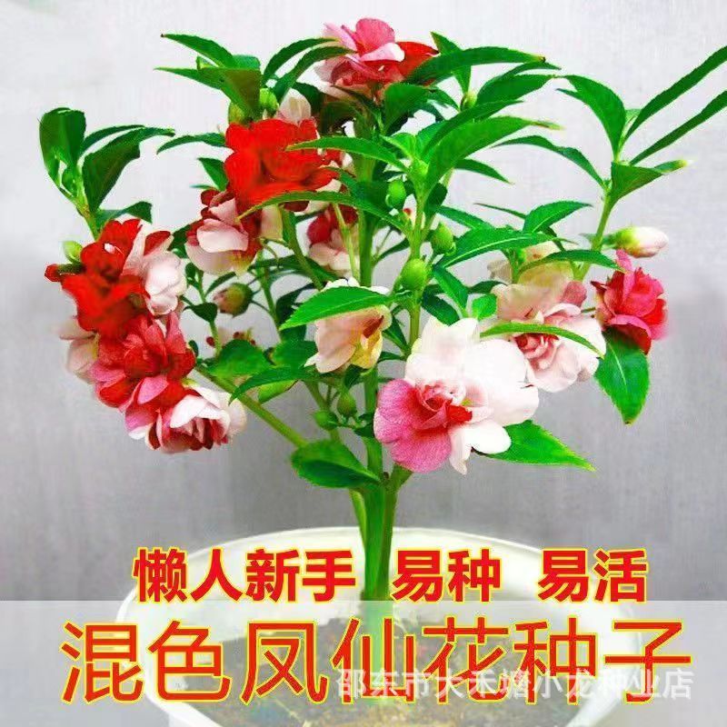 Hàng sẵn có Vận chuyển nhanh Màu hỗn hợp Hạt giống hoa cổ tích Phượng hoàng Nhiều màu Hạt giống Henn