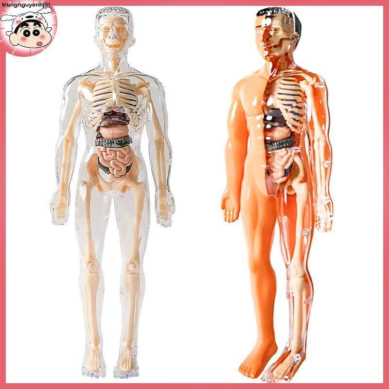 [Tài liệu] 3D Human Skeleton Organ anatomy Scientific Model Kit Kids Body Education VN