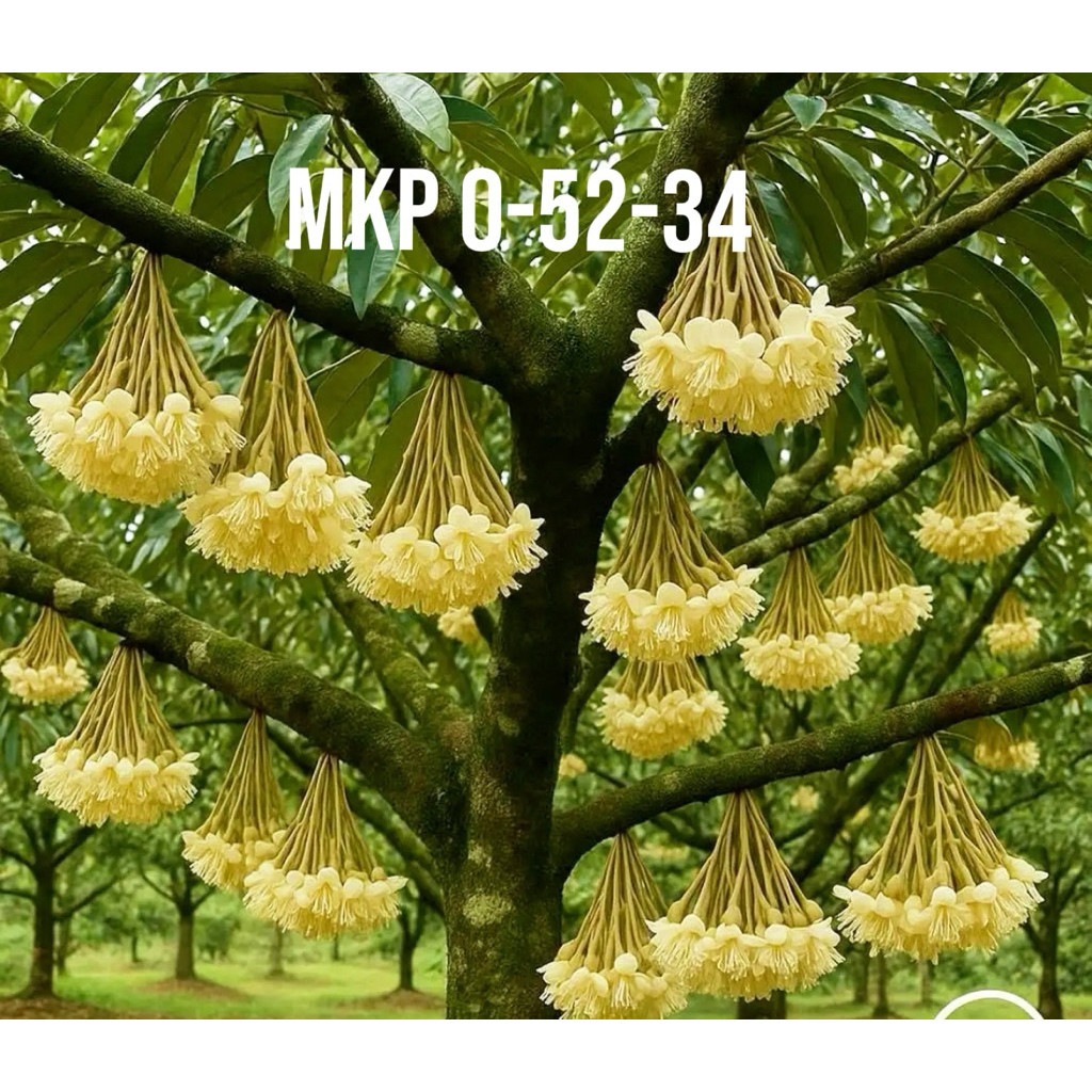 1 Phân MKP -Kích thích tạo mầm hoa, Ra hoa cực mạnh 0-52-34(MKP)