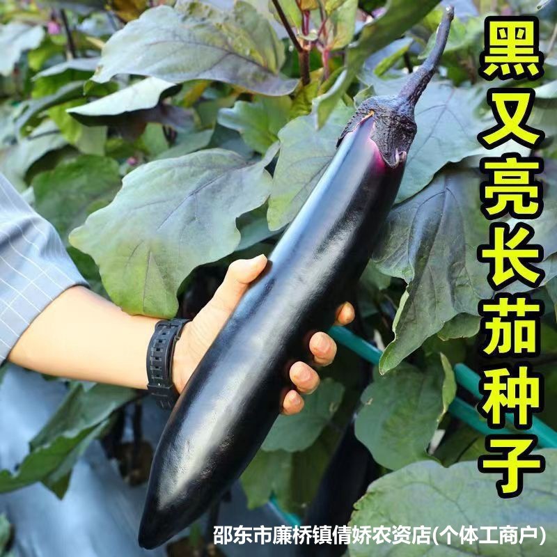 Đen Sáng Hạt Giống Cà Tím Từ Daejeon, Trồng Quanh Năm trong Chậu