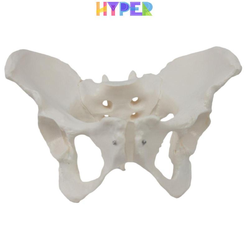 Mô hình Pelvis nữ di động, thiết thực, bền bỉ, thiết bị giáo dục