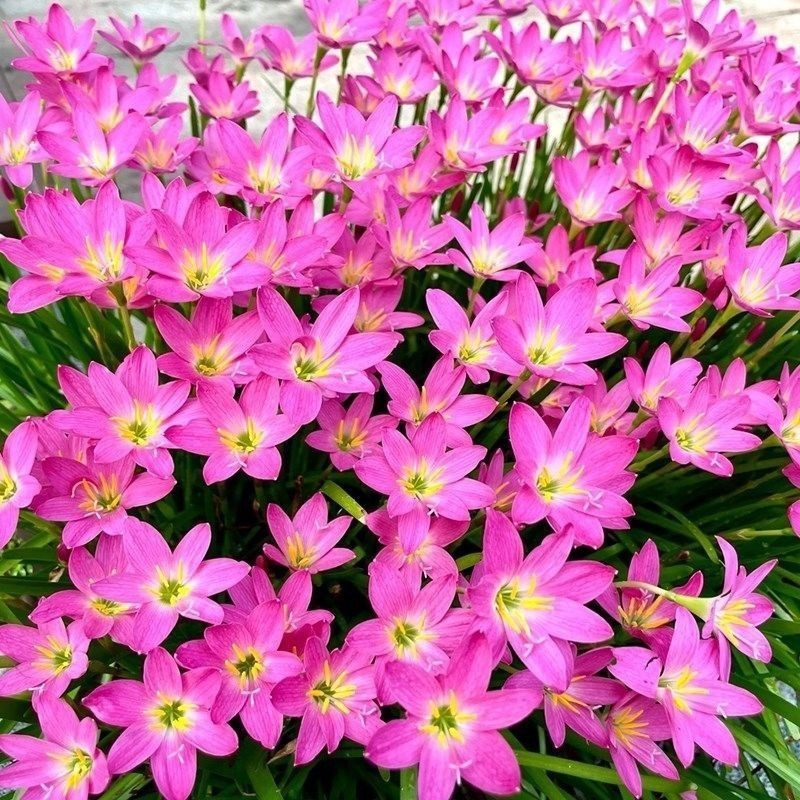 Fengyu Orchid Trồng Bóng Hồng Fengyu Orchid Plant Poted Plant Ball Root Flower Four Seasons Flower G